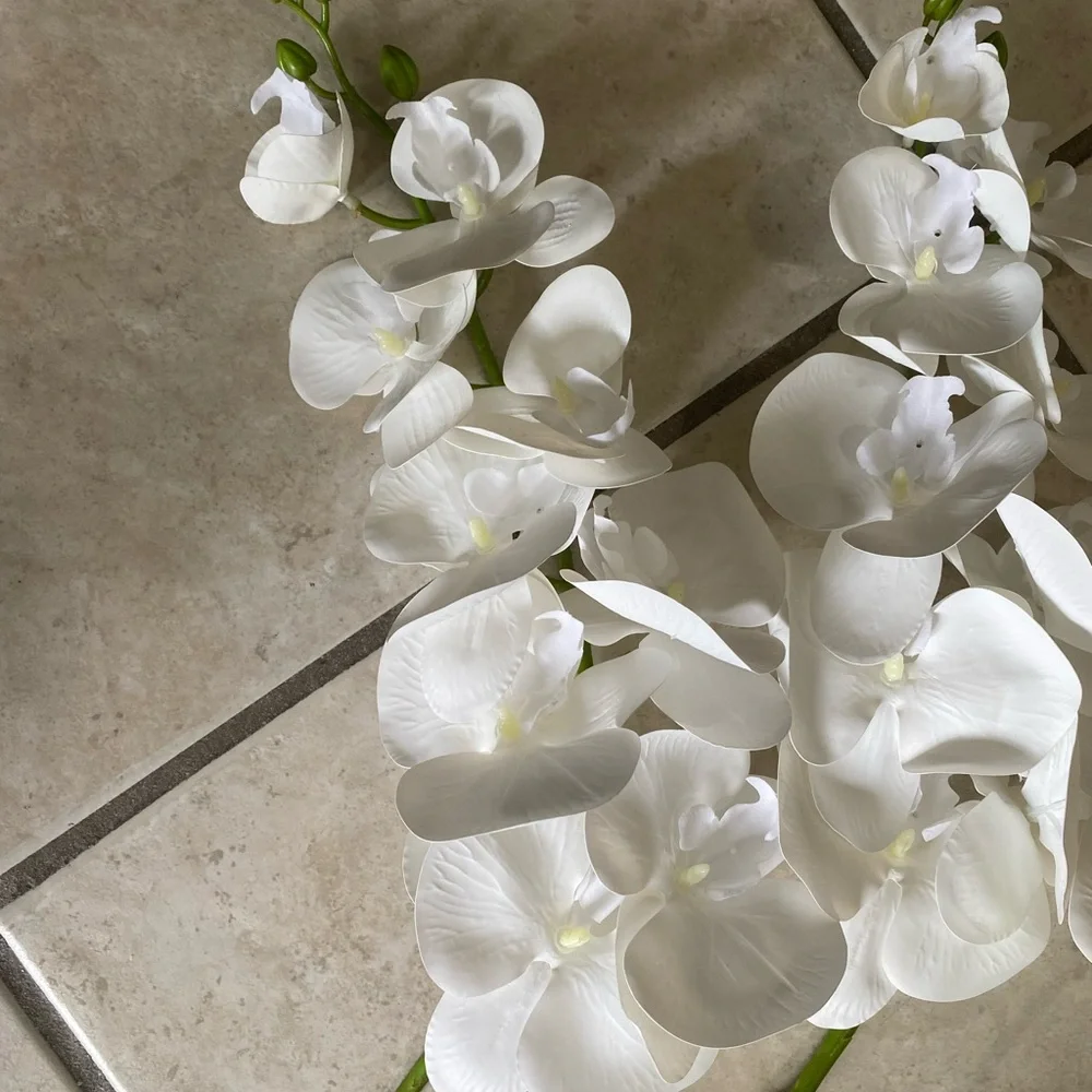 Elegant White Orchid Stems